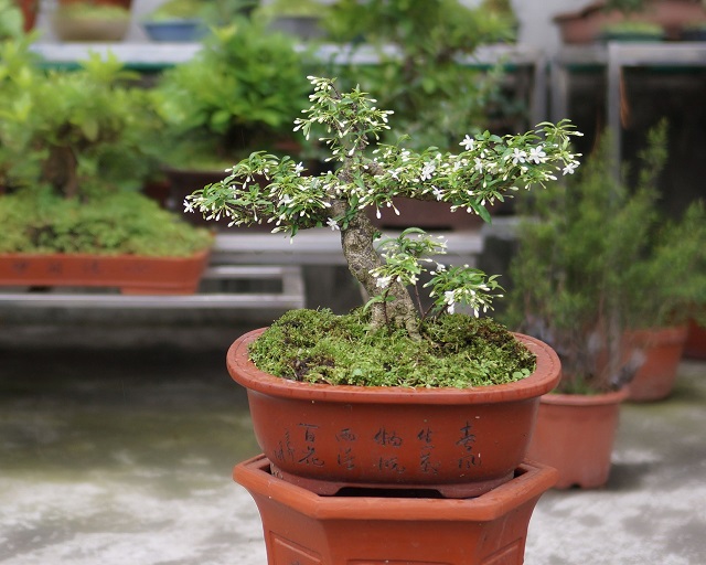 nghe-trong-mai-chieu-thuy-bonsai-2-1009.jpg