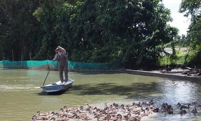 Một điểm nổi bật của giống vịt này là khả năng đẻ trứng liên tục trong 9 tháng, với mỗi lứa đẻ từ 10 đến 15 trứng