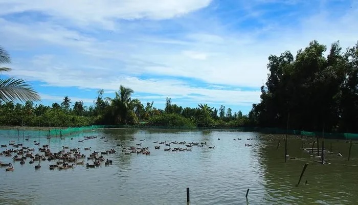 Vịt trời là một loài thủy cầm có nguồn gốc tự nhiên đã được thuần hóa