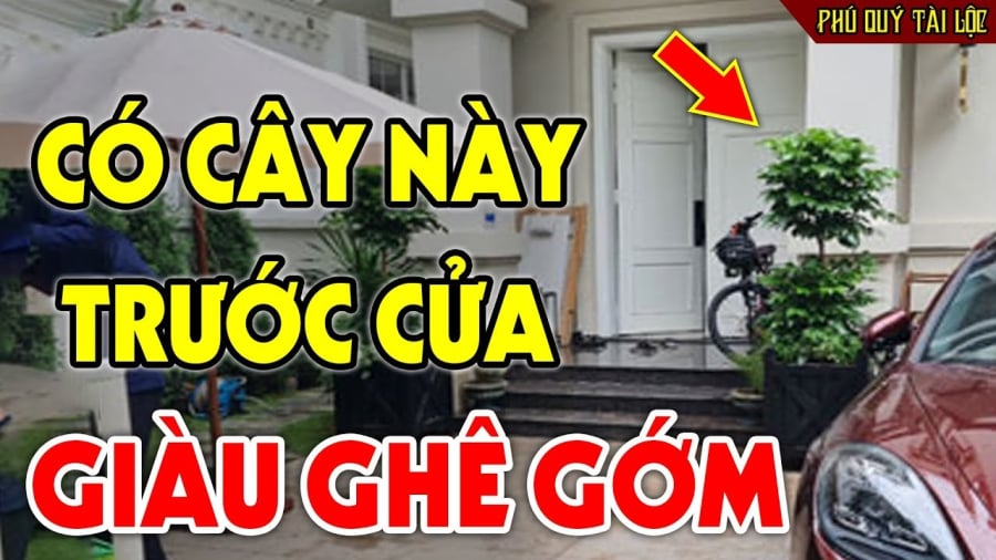 Cây nên trồng trước cửa