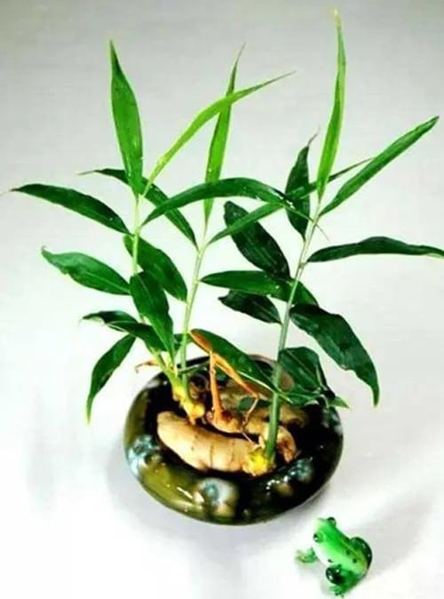 trong-gung-bonsai-mini-0715.jpeg