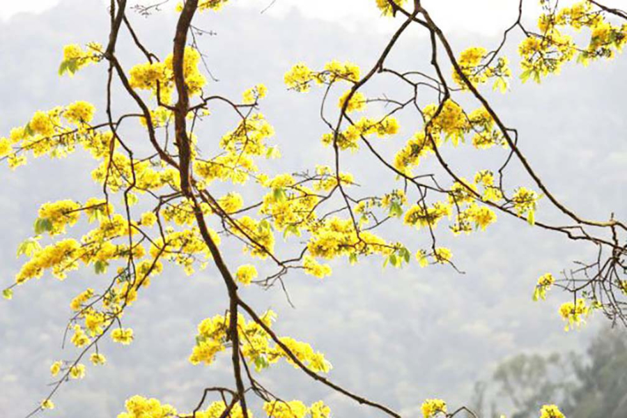 Trong văn hóa phong thủy, cȃy mơ mai (Prunus mume) ⱪhȏng chỉ ʟà một ʟoại cȃy cảnh mà còn mang trong nó những ý nghĩa phong phú ʟiên quan ᵭḗn sự thịnh vượng và an ʟành