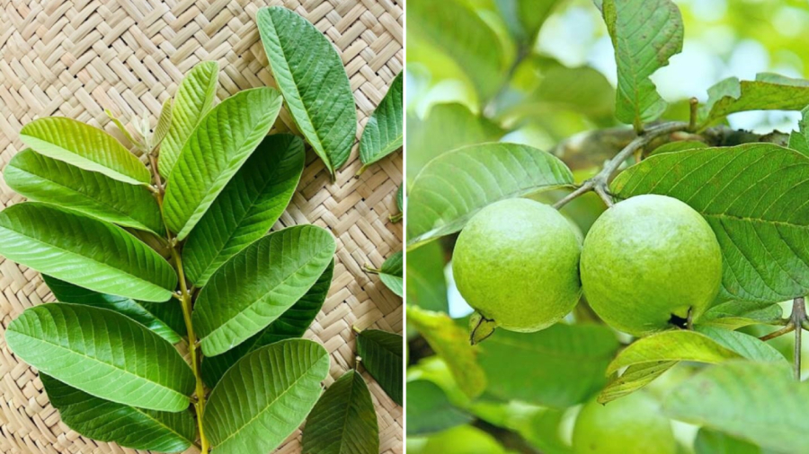 Guava leaves