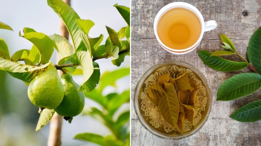 Guava leaves in traditional medicine