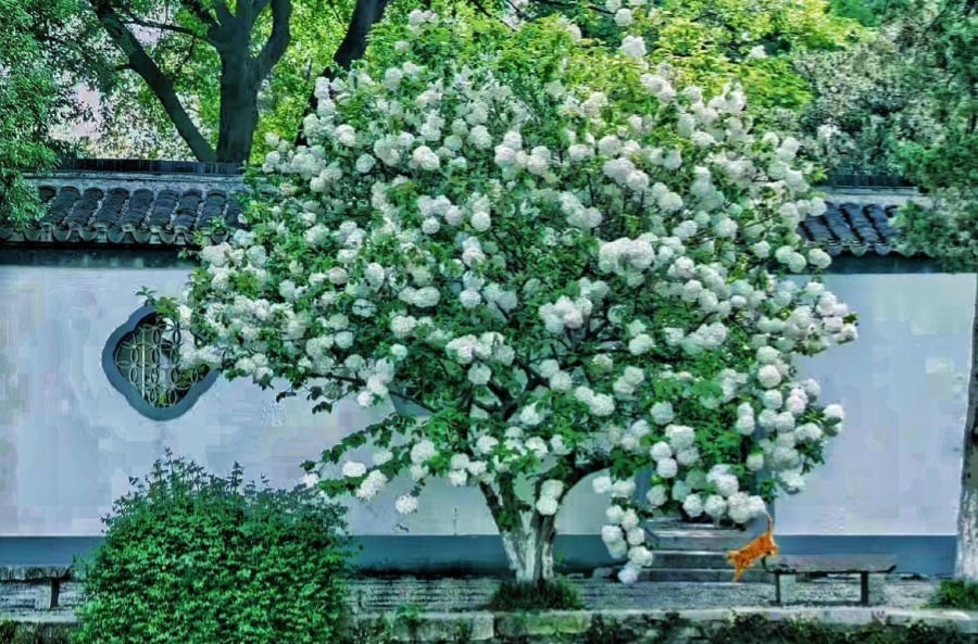 Trong lĩnh vực phong thủy, cây bóng tuyết (Viburnum macrocephalum) được coi là biểu tượng của vận may và tài lộc