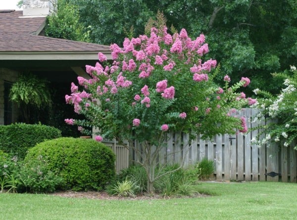 Trong văn hóa phong thủy truyền thống, cây tường vi (Crape Myrtle) được xem là biểu tượng của sự thịnh vượng, phú quý