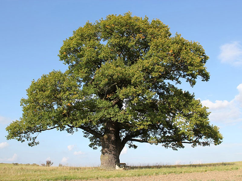 Oak Tree