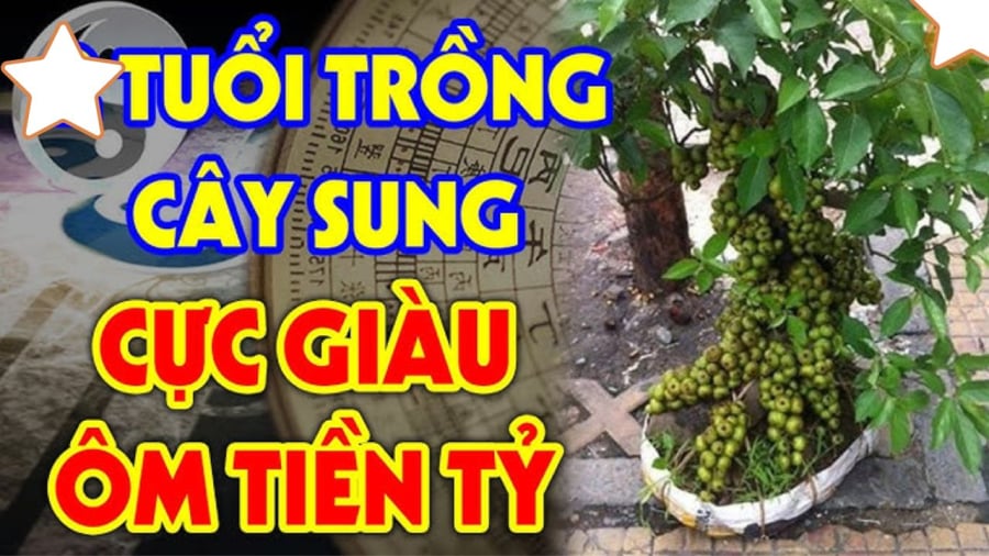 Cứ trồng cây sung trước cửa nhà là con cháu phú quý 3 đời,