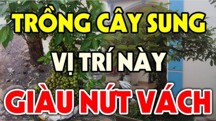 Trồng cây sung trước cửa nhà