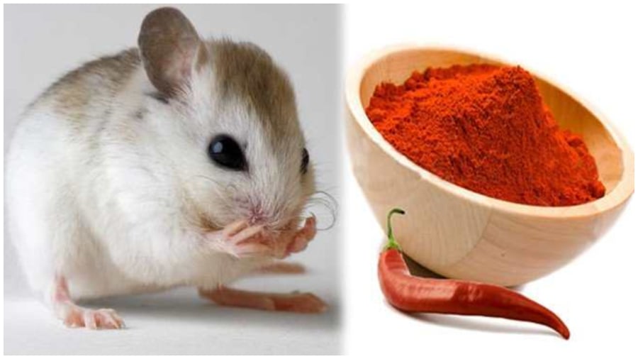 Chili powder as a mouse repellent