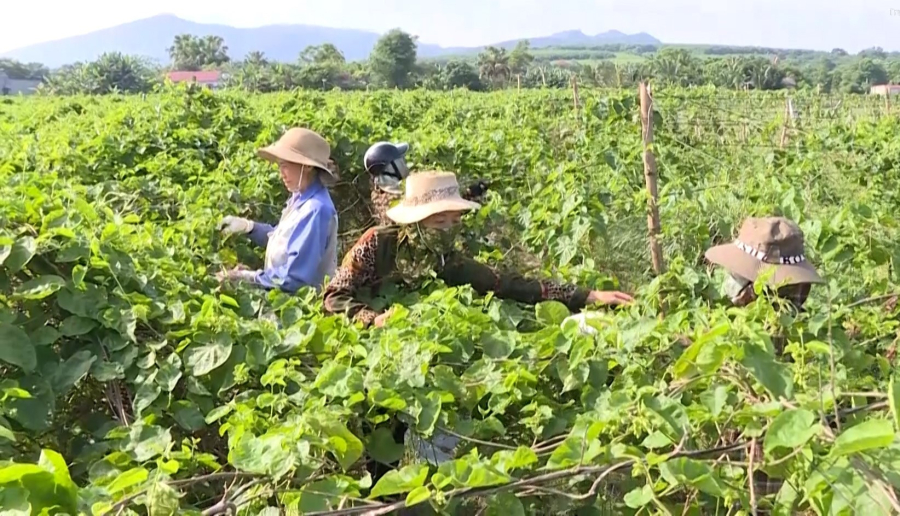 Ông Nguyễn Trọng Diện cung cấp con giống và hỗ trợ người dân trồng hoa thiên lý. 