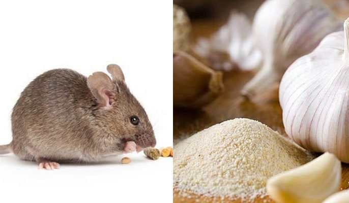 Garlic and soap as mouse repellents