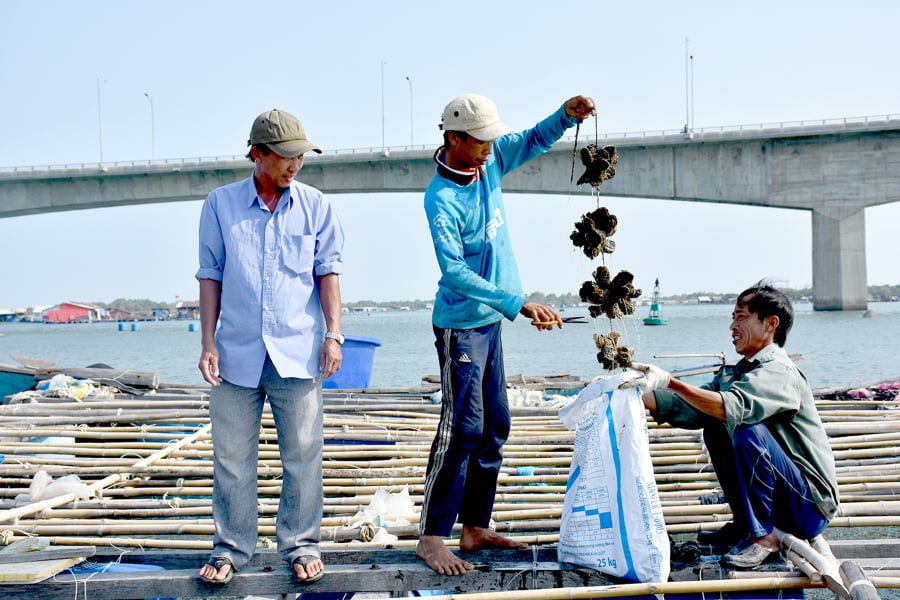 Theo nhiều hộ nuôi, so với các loại hình nuôi trồng khác, việc nuôi hàu tỏ ra ít tiêu tốn chi phí và yêu cầu kỹ thuật đơn giản