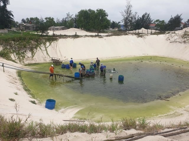 Với quyết tâm cao và tinh thần học hỏi, ông Phi đã tích lũy kiến thức, sau đó dũng cảm trở về quê hương để khởi nghiệp với ngành nuôi cá lóc