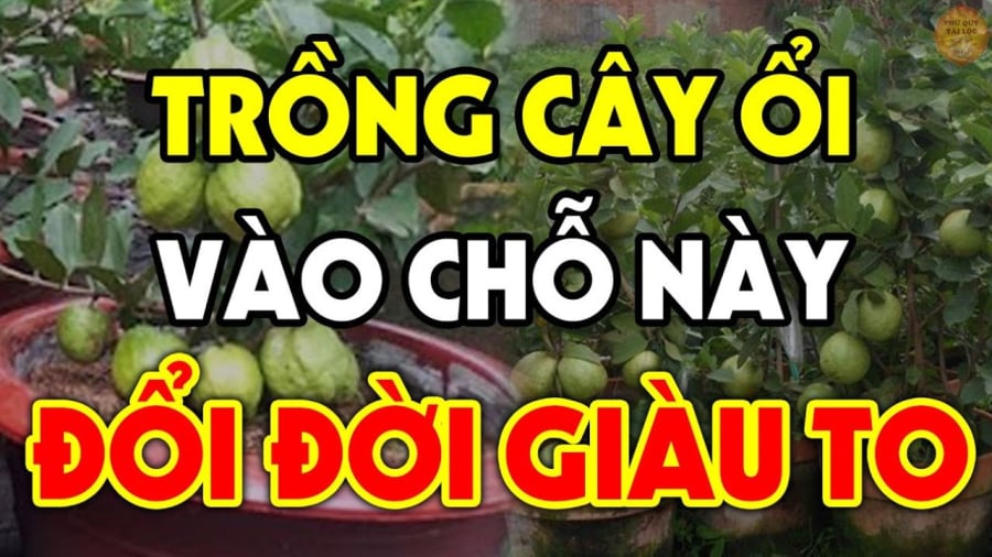 Trồng ổi trước cửa là tốt hay xấu cho vận khí của gia đình?