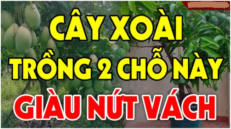 Vị trí trồng xoài may mắn