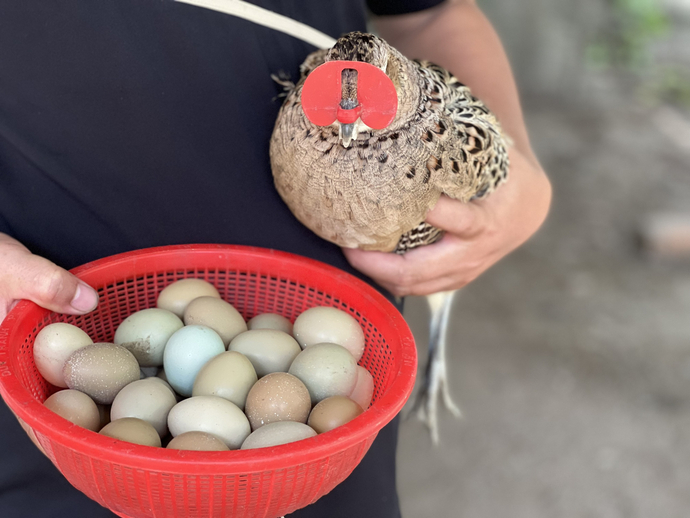 Theo anh Tuân, chim trĩ từ lúc nuôi giống cho đến khi bán thương phẩm sẽ kéo dài khoảng 1 năm.