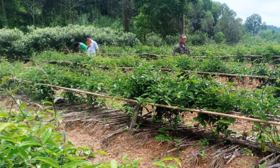 Vườn ba kích tím của gia đình anh Thuận, thôn Tảu, xã Long Sơn (huyện Sơn Động, tỉnh Bắc Giang).