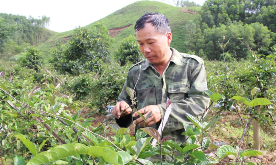 Anh Lê Văn Thuận. nông dân trồng ba kích tím, cây dược liệu quý ở thôn Tảu, xã Long Sơn (huyện Sơn Động, tỉnh Bắc Giang) đang chăm sóc vườn ba kích tím.