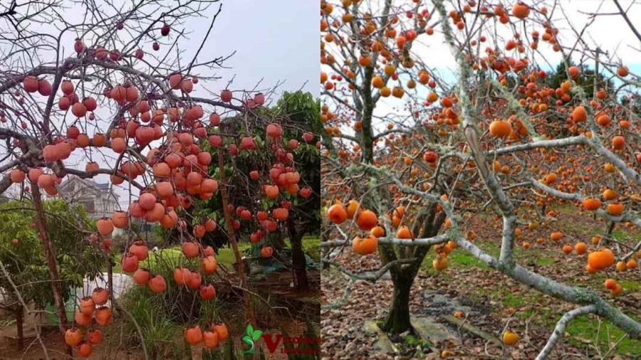 Phía tây trồng hồng là bạc