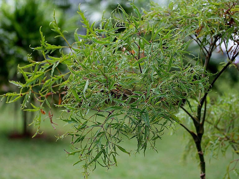 Ginseng plant with distinctive leaves and small, white flowers