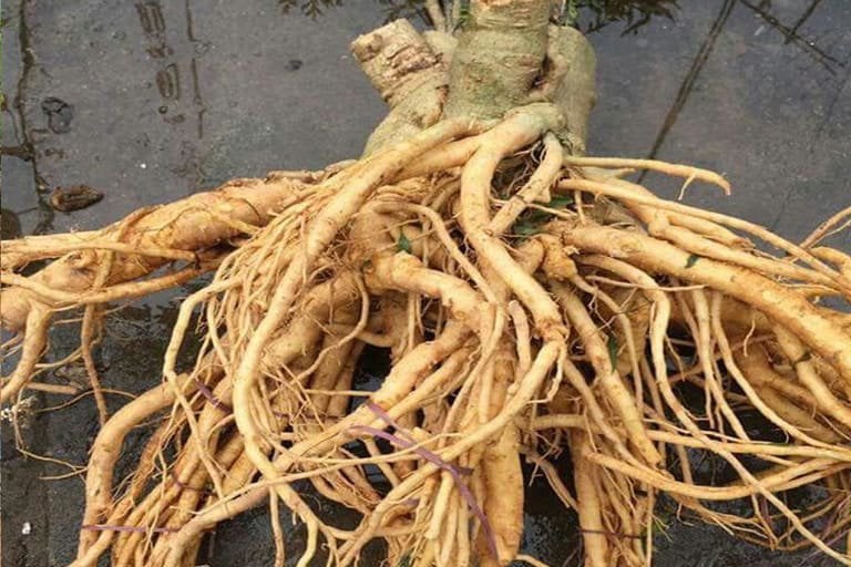 Ginseng roots with their distinctive shape and color