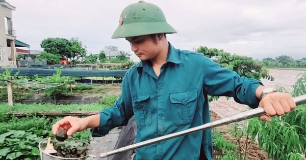 Sau nhiều năm kinh nghiệm, Trần Văn Công đã phát triển mô hình nuôi ốc nhồi trong bể bạt, phù hợp cho những hộ gia đình không có ao ruộng nhưng vẫn muốn tham gia vào nghề nuôi ốc nhồi