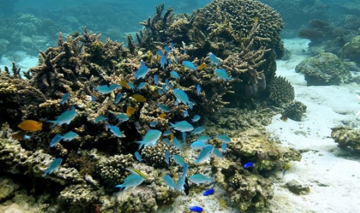 Bờ biển Ningaloo có rặng san hồ dài 260km