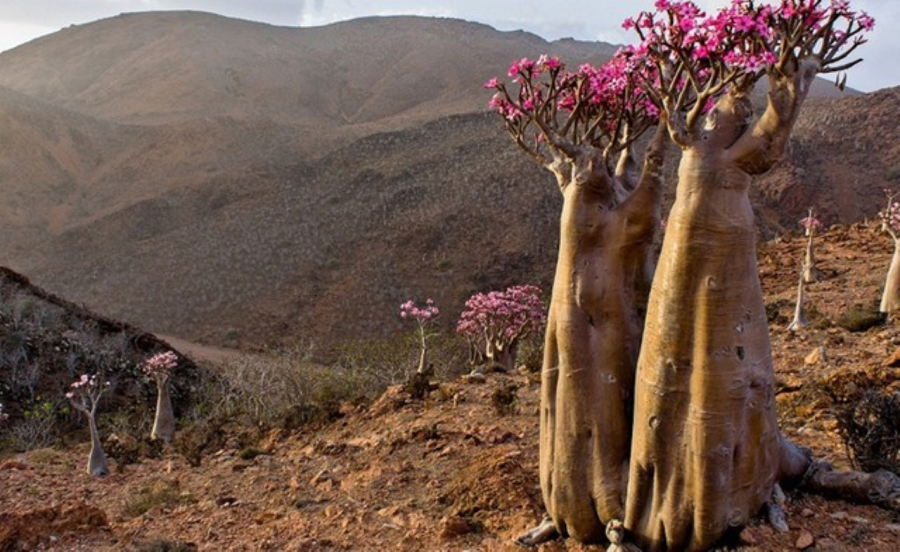 Quan dao Socotra