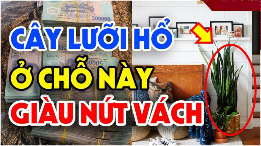 Trồng lưỡi hổ vị trí này giàu nứt vách