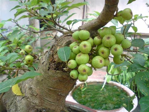 Cây sung có tên khoa học Ficus racemosa, thuộc họ dâu tằm