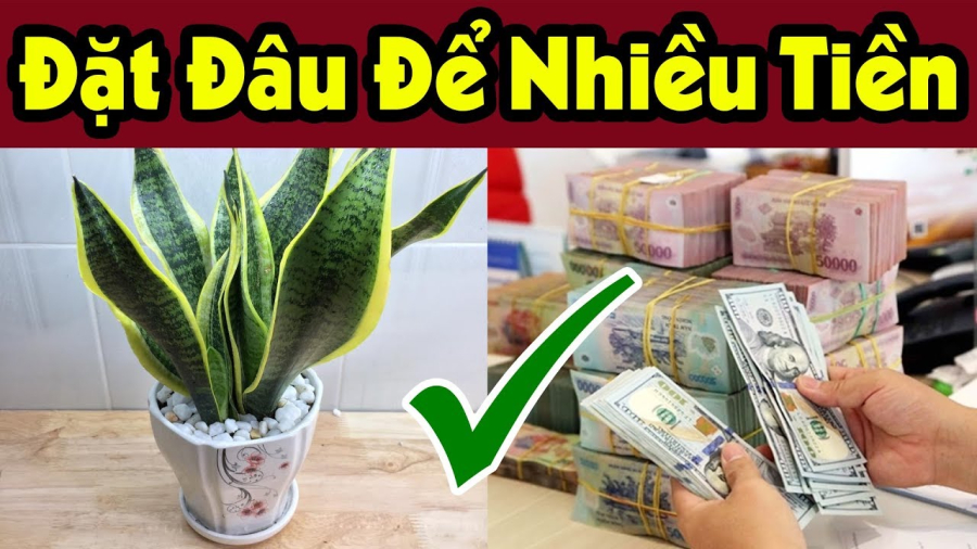 Vị trí trồng cây lưỡi hổ đuổi tà ma chiêu dụ tài lộc