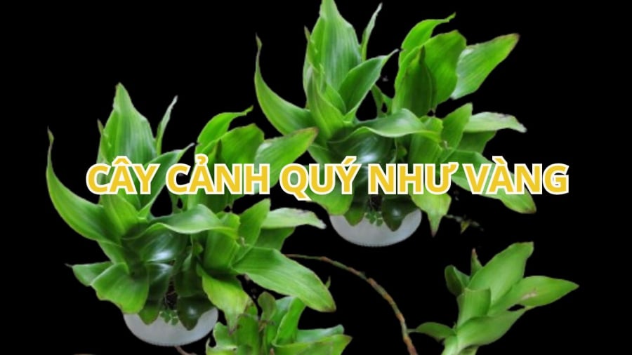 Cây lược vàng vừa là cây thuốc vừa là cây cảnh phong thủy tốt