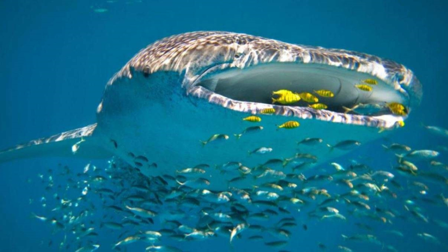 Thiên nhiên kỳ diệu ở Ningaloo