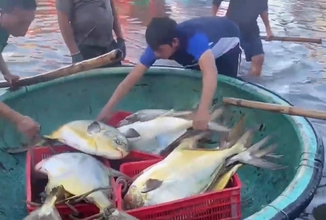 Cá chim vàng anh đang giảm kỷ lục