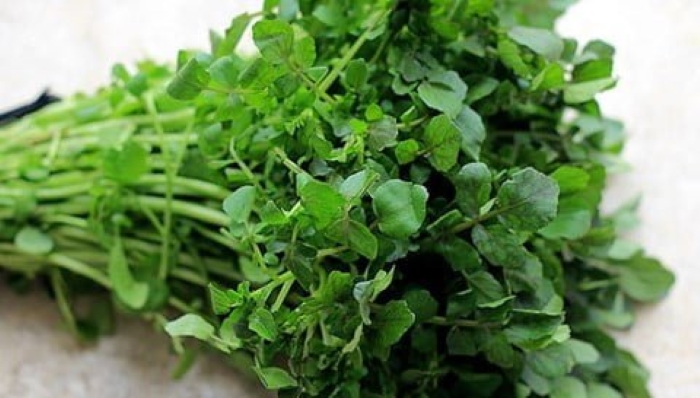 Trồng xà lách xoong rất nhanh được ăn và dễ trồng