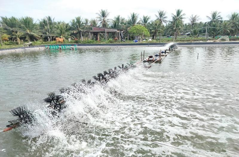 Ông Sáu Hừng và vợ đã khai phá hơn 5 hecta đất ven rừng để nuôi tôm sú tự nhiên