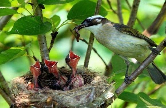 Một số loài chim xây tổ dưới mái hiên để tránh gió và mưa, nhưng hầu hết các tổ chim đều được làm trên cành cây.