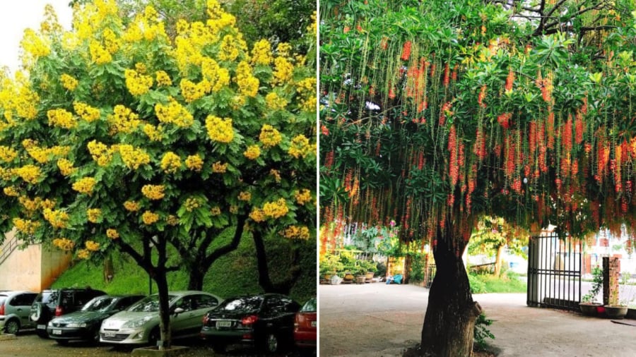 Cây giáng hương (bên trái) và cây lộc vừng là những loại cây vừa có thể cho bóng mát, có hoa đẹp lại mang ý nghĩa tốt trong phong thủy.