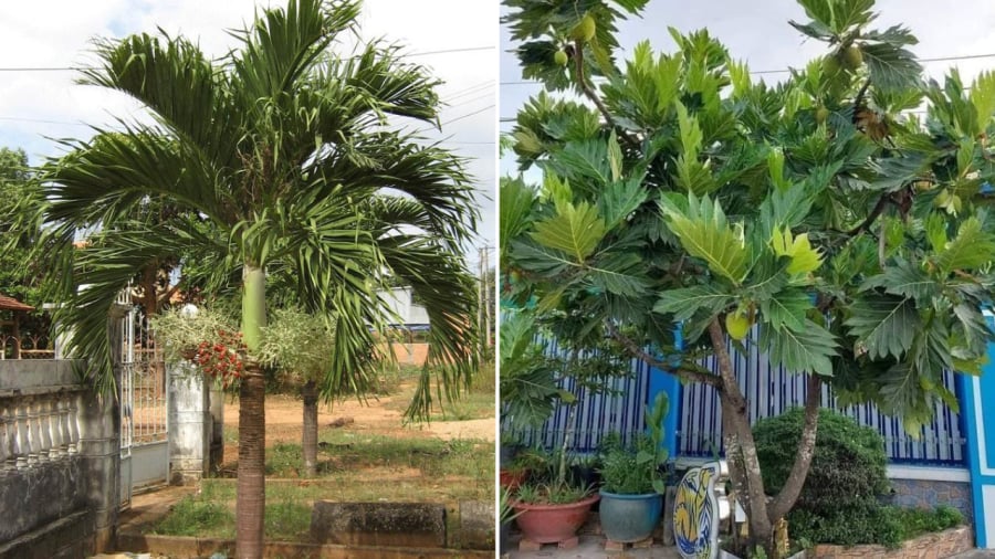 Cây cay đuôi chồn (bên trái) và cây sake là những cây trồng trước cửa cho bóng mát và khá dễ trồng.