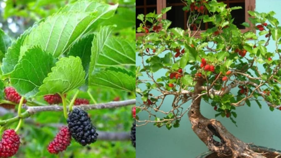 Mulberry Tree