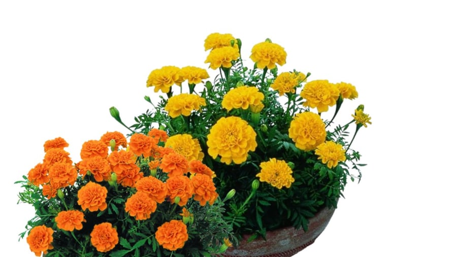 Marigolds