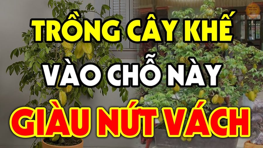 Trồng cây khế trong nhà: “1 kị - 2 nên” lộc mới vào cửa, cả nhà sung túc