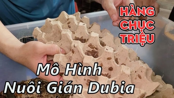 Nhiều người nuôi gián để làm kinh tế có thể nuôi đến hàng tấn gián Dubia.