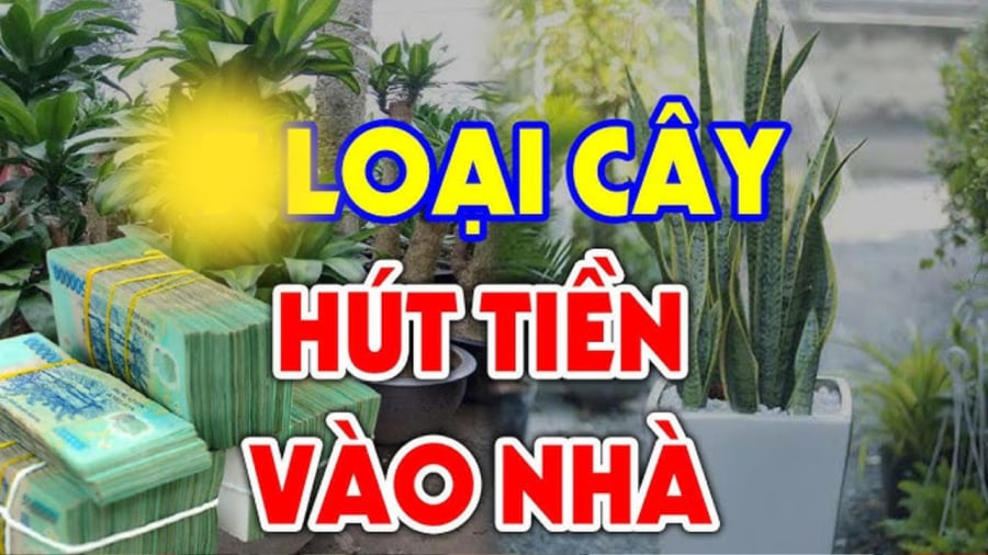 Trồng cây này trước cửa hút tiền hút bạc, cả nhà gặp may