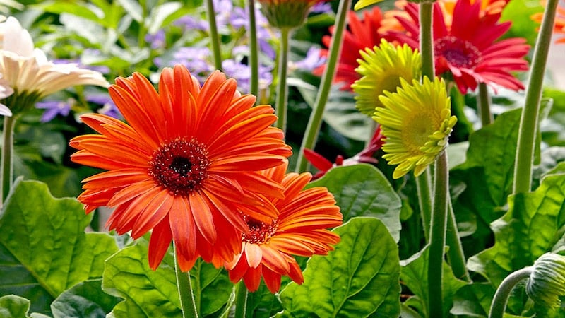 Hoa cúc Gerbera là một loài cây có khả năng hấp thụ benzene