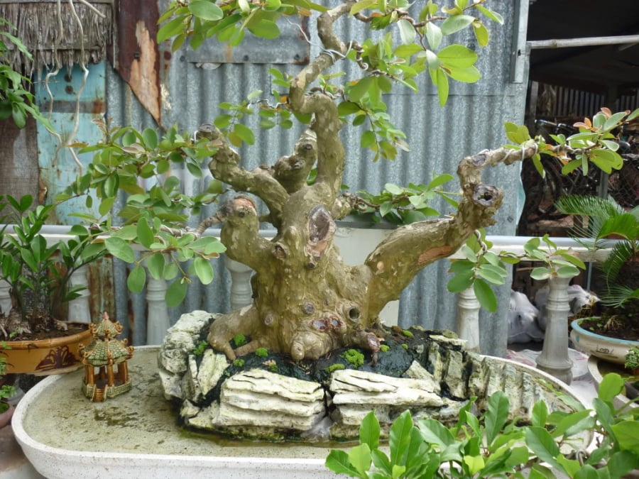 cay-oi-bonsai-0826.jpg