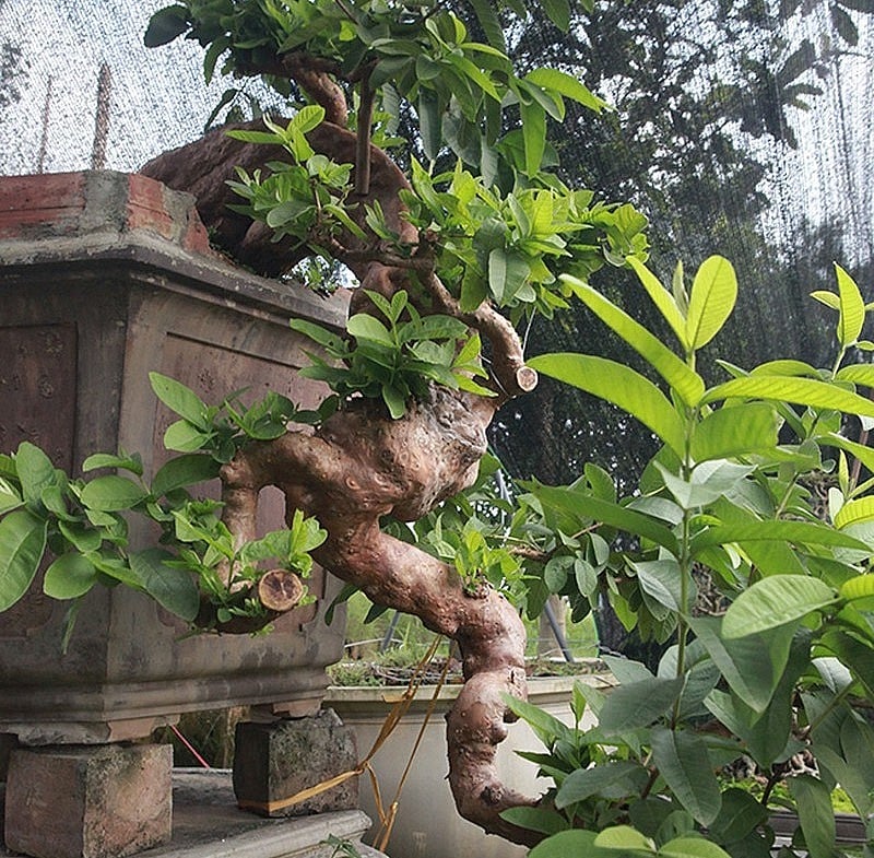 Tại Phú Thọ, một cây ổi bonsai cổ thụ có hình dáng “thác đổ”, được ông Bùi Đức Dũng sở hữu, cũng từng gây sốt trong giới yêu cây