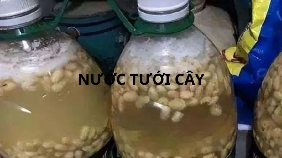 Đậu nành ngâm giúp cây trồng phát triển tốt vì có nhiều dinh dưỡng