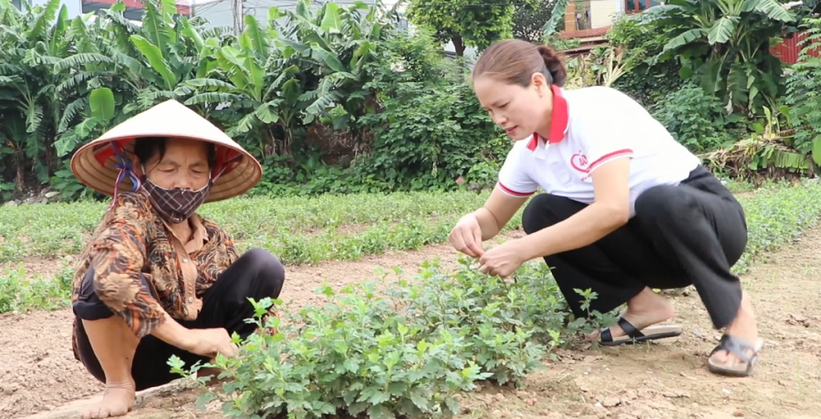 Chị Đỗ Thị Hoa ở Hưng Yên đã được vinh dự tôn vinh là Nông dân Việt Nam xuất sắc 2024 nhờ cây thơm như nước hoa, quý như vàng.